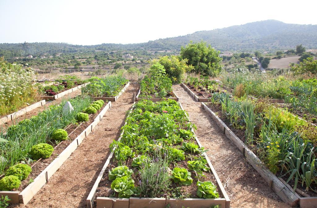 Agroturismo Ses Cases De Fetget (Adults Only) Son Servera  Luaran gambar